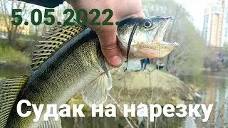 Zander on cut bait. Fishing 2022. Yekaterinburg.