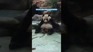 A Cute Panda #animals #panda #cute #youtubeshorts #funny #video #bamboo #kawaii