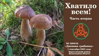 Хватило всем! Часть вторая. Дневник грибника 1 сентября 2023 года.
