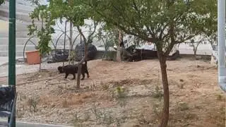 Живой заяц в нашем барио.