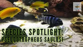 Pseudotropheus Saulosi Species Spotlight