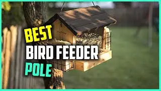 Top 7 Best Bird Feeders Pole in 2023 | Review and Buying Guide