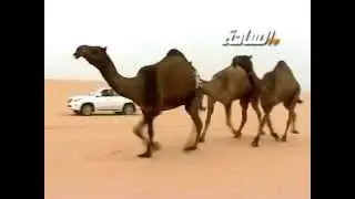 منقية الشيخ / عايض بن دغيثر العتيبي (رحمه الله)