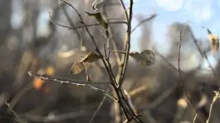 Тест Samyang 50 mm T1.5 AS UMC VDSLR