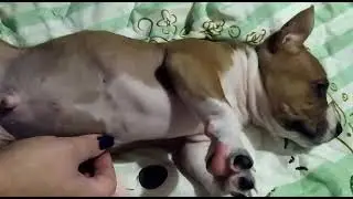 Поесть и чтобы животик погладили))