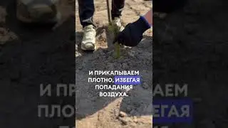 Посадка леса #forest