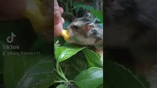 милое видео #funnyvideo #animals #funny #cute #хомяк#hamster