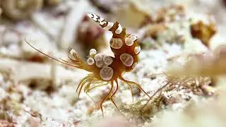 Facts: The Squat Anemone Shrimp