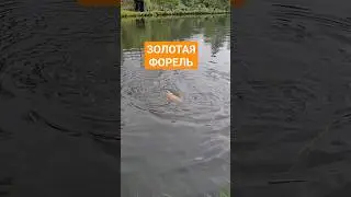 #fishing #youtubeshorts #youtuber #forellenfischen #рыбалка #рекомендации #рек #форель