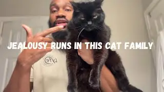 Jealousy Runs in This Cat Family