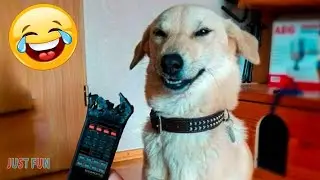 PERROS Y CACHORROS GRACIOSOS
