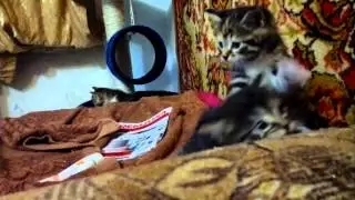 малявки курилятки.mp4