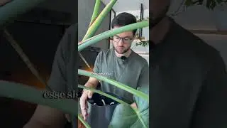 Você acredita que dura 2 meses a água do vaso autoirrigável grande da Plantiê? #plantas #adubofoliar