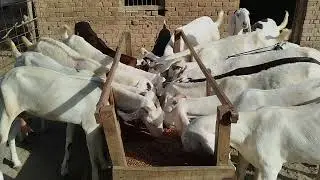 Goats food khaty Howe check kre