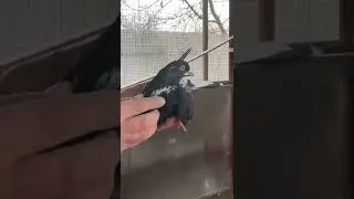 21.12.2022г. Щупаю своих птичек