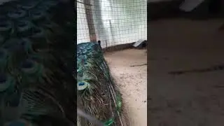 Павлин во всей красе. Красивый хвост павлина. Анапский зоопарк