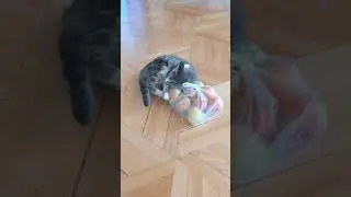 Кошка Пуша дуреет от яблок )0))0)