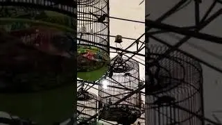 Gaya Macul Murai Batu Aero