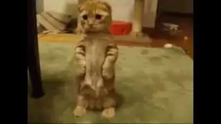 Кот играется, разве не мило? :3