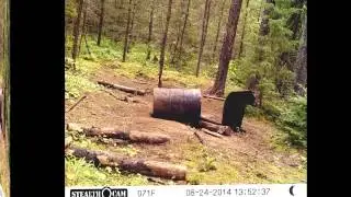Nipigon River Bear Hunt Highlights!
