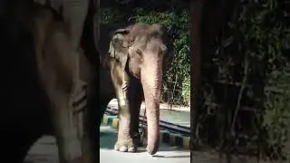 Elephant #trending #animal #elephant