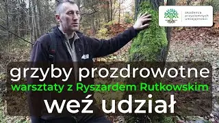 Grzyby prozdrowotne, leczenie naturalne (wzmocnij odporność, wesprzyj terapię antynowotworową)