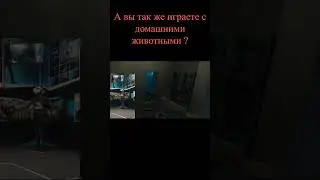 А вы так же играете с домашними животными ?