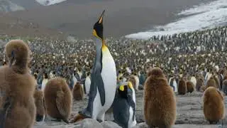 Fakta Unik Tentang Penguin Yang Lucu