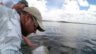 Tarpon Fishing in Everglades City