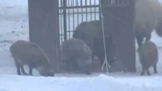 Два секача. Охотничье хозяйства Тасмурын.