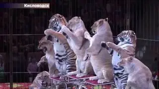 Цирк 