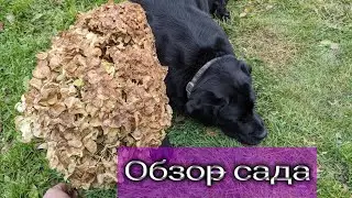 Прогулка по саду в ноябре/ Новинки растений/Кто как готов к зиме/ Гортензии,розы....
