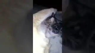 Собака кормит котёнка