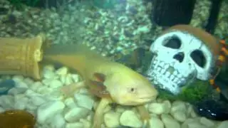 Feeding white axolotl Freud