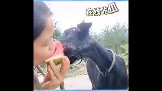 Try Not To Laugh Series (2T Asia #16)