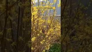 🏵ЗОЛОТО ФОРЗИЦИИ🏵 