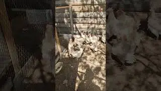 цок цок цок