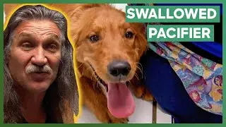 Dr. Jeff Removes A Baby's Pacifier From A Dog's Belly | Dr. Jeff: Rocky Mountain Vet