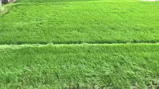 Wind visualization: Rice field moving with the wind