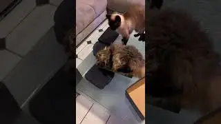 Жесткая и короткая семейная драка #кот #кошки #драки