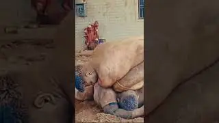 गर्दन मजबूत करने के लिए desi workout