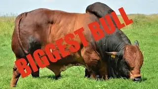 10 Biggest Bulls in The World