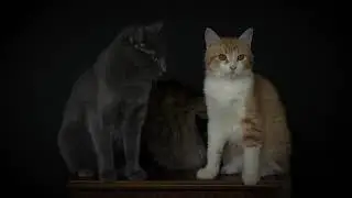 Misty, Peter and Richard as background