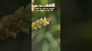 Wait for macro magic🪄 