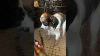 #щенокпапийон #питомниклакшерифаворит #papillondog #папильо #папийон н