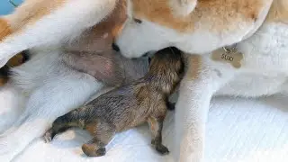 Suki Gives Birth to Twin Boys - Litter 4 ❤️ (Shiba Inu)