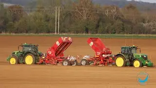Potato Planting | De - stoning and Planting