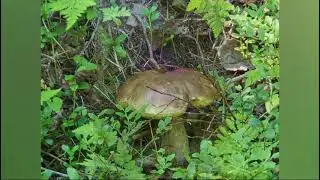 Соловецкий архипелаг: святыни, скиты, острова