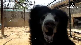Charging Sloth Bear