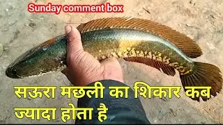 सउर मछली कब शिकार में ज्यादा मिलती है || Sunday comment box || episode 168 || sundar bihar